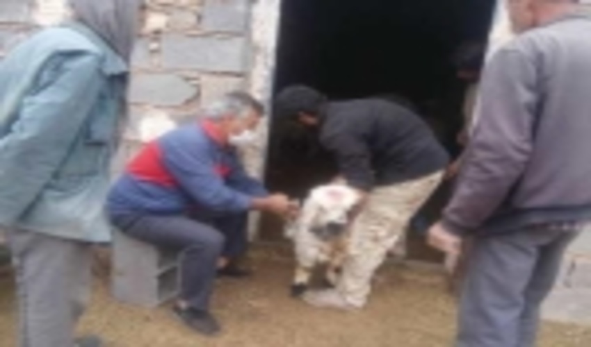 انجام واکسیناسیون دامهای سبک در دهستان ایثار شهرستان خاتم