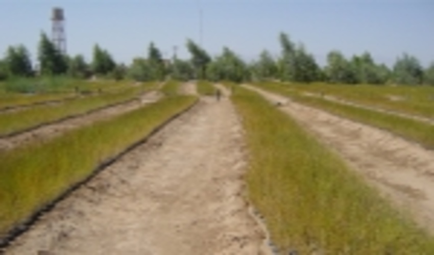 توزیع 70000 اصله نهال تاغ از نهالستان میبد به مناطق کویری استان 