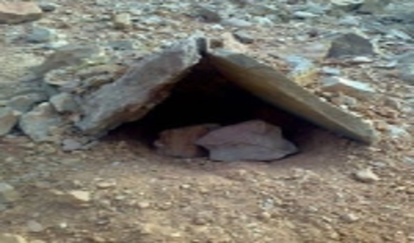 آغاز عملیات برداشت محصول آنغوزه در مراتع شهرستان تفت