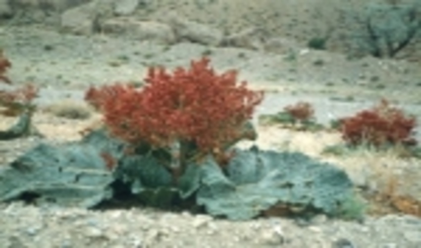 ضبط محصولات فرعي مرتعي در صورت برداشت غيرمجاز