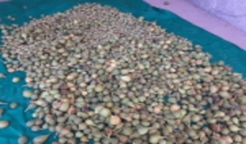 کشف و ضبط محموله انجیركوهی توسط یگان حفاظت مهریز