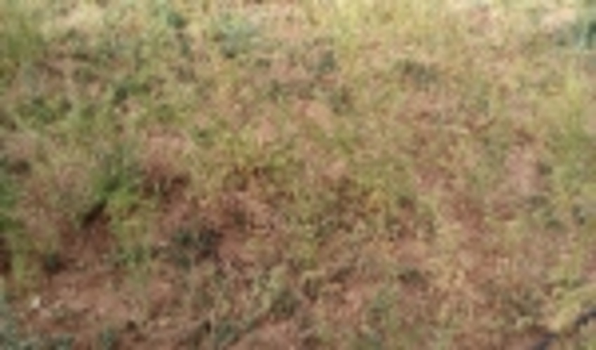 مراتع شهرستان اشكذر حياتي دوباره يافت