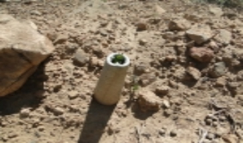 دوک گذاری در حین عملیات بیولوژیک گامی موثر در رویش بذور