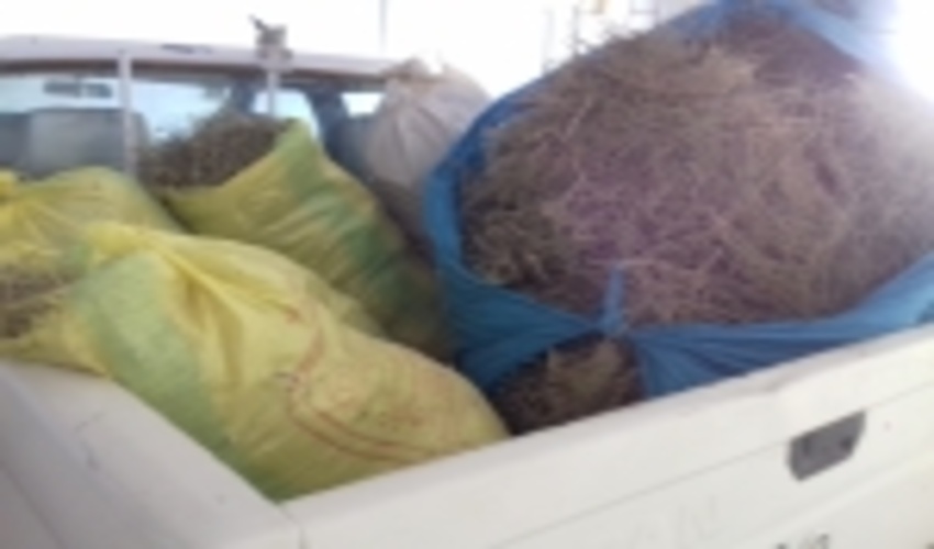 کشف و ضبط محصولات فرعی مرتعی درشهرستان اردکان