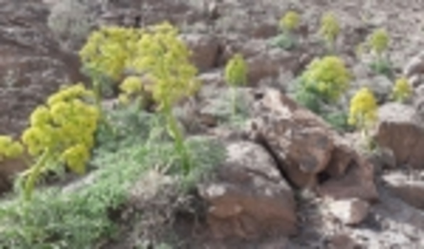 برداشت محصولات فرعی در مراتع شهرستان مهریز ممنوع شد