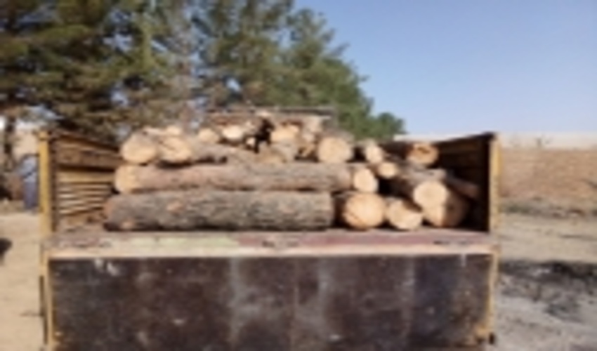 برخورد قانونی با عاملین قطع و حمل غیر مجاز درخت در بخش رستاق شهرستان اشکذر