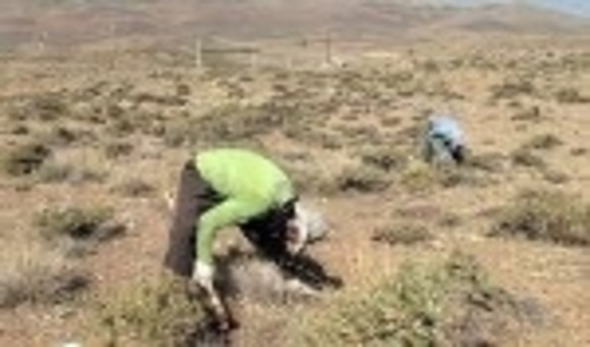 بهره برداری از محصولات فرعی د رمراتع شهرستان تفت ممنوع شد