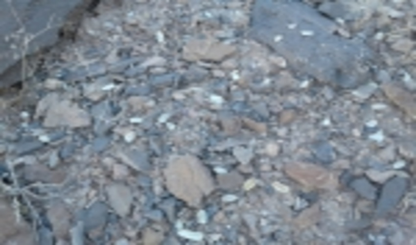 اجرای عملیات بذر پاشی آنغوزه شیرین در مراتع شهرستان اردکان