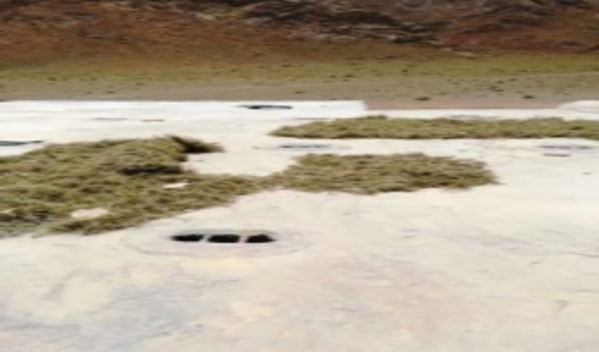 کشف وضبط 130کیلوگرم آویشن شیرازی درشهرستان ابرکوه