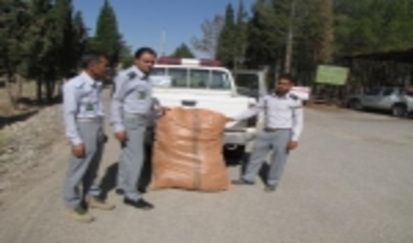 کشف و ضبط محموله گیاهان داروئی  غیرمجازدرشهرستان خاتم 