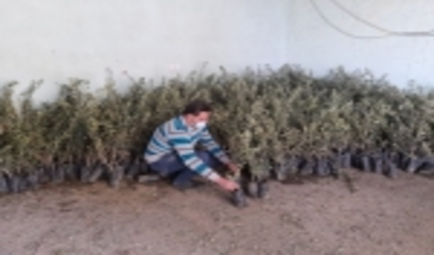 توزیع نهال به مناسبت روز درختکاری و هفته منابع طبیعی در شهرستان اشکذر