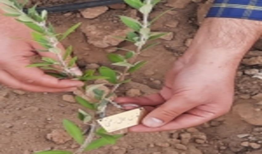 کاشت نهال در محوطه دانشگاه میبد به نام اساتید