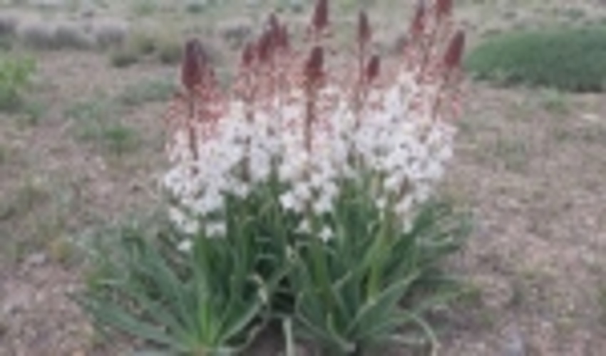 رویش مجدد گیاه "سریش" ایرانی در بافق پس از چند سال خشکسالی