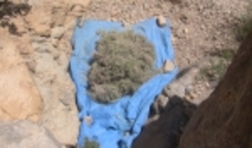 کشف و ضبط محصولات فرعی مرتعی درشهرستان اردکان