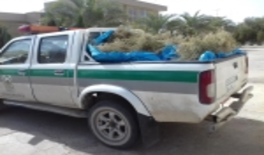 کشف وضبط  محصولات فرعی مرتعی در شهرستان اردکان 