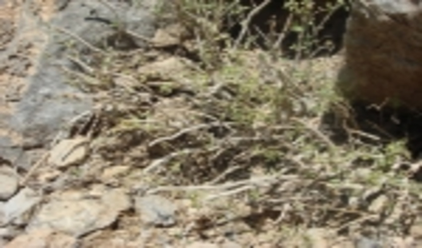 کشف وضبط 20کیلوگرم آویشن شیرازی درشهرستان ابرکوه