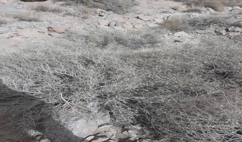 کشف و ضبط 60 کیلوگرم گیاه دارویی آویشن