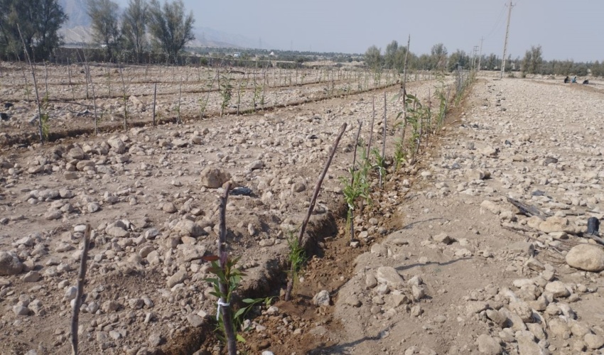 بازدید مددجویان کمیته امداد استان یزد از نهالستان بزرگ یزد