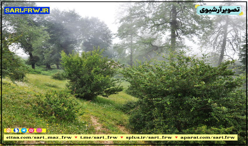 عملیات احداث پروژه پخش سیلاب وساخت بند خاکی در منطقه نیوک از توابع شهرستان میبد آغاز شد