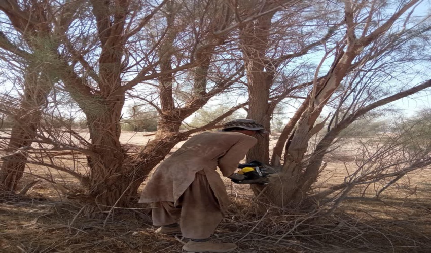 هرس درختان گز در روستای چاه افضل شهرستان اردکان