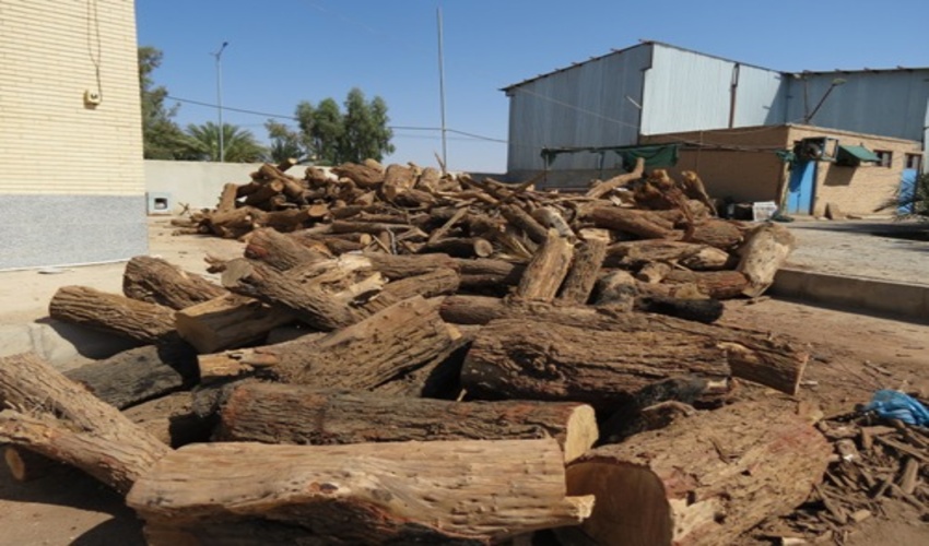 كشف بيش از 8 هزار كيلوگرم چوب گز در شهرستان بافق