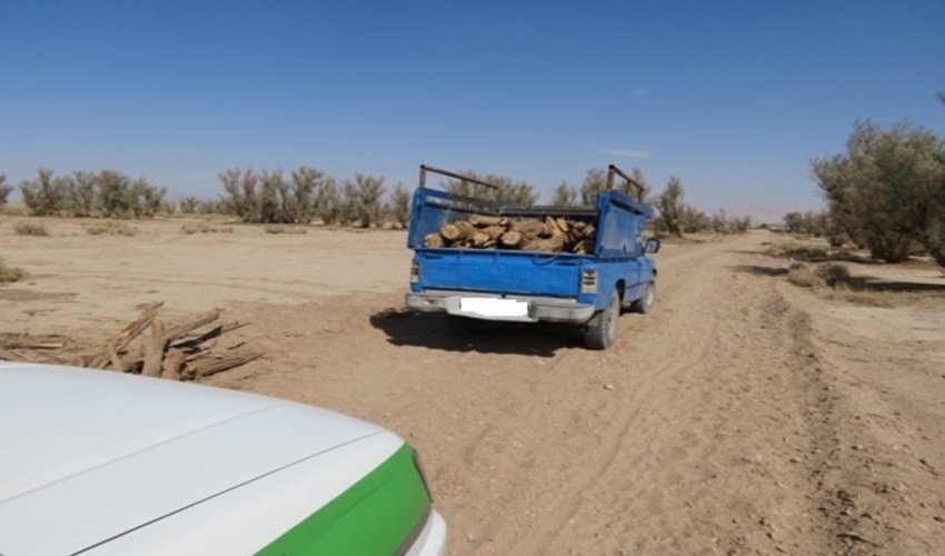 كشف بيش از هزار كيلوگرم چوب گز قاچاق در شهرستان بافق