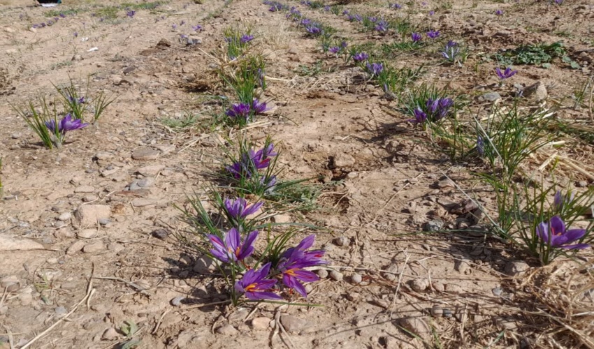 زعفران از 7 هکتار از مزارع روستاهای هدف طرح ترسیب کربن در شهرستان های خاتم و مروست برداشت گردید.