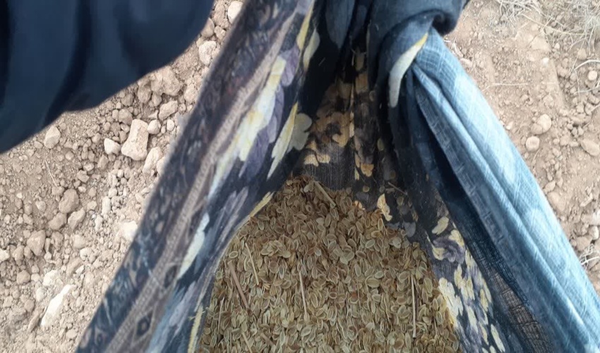 کشت و توسعه 42 هکتار آنغوزه تلخ در اراضی رها شده روستاهای محدوده طرح ترسیب کربن 