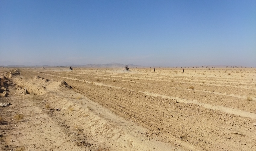 ایجاد مزرعه الگویی کشت خاکشیر در طرح ترسیب کربن