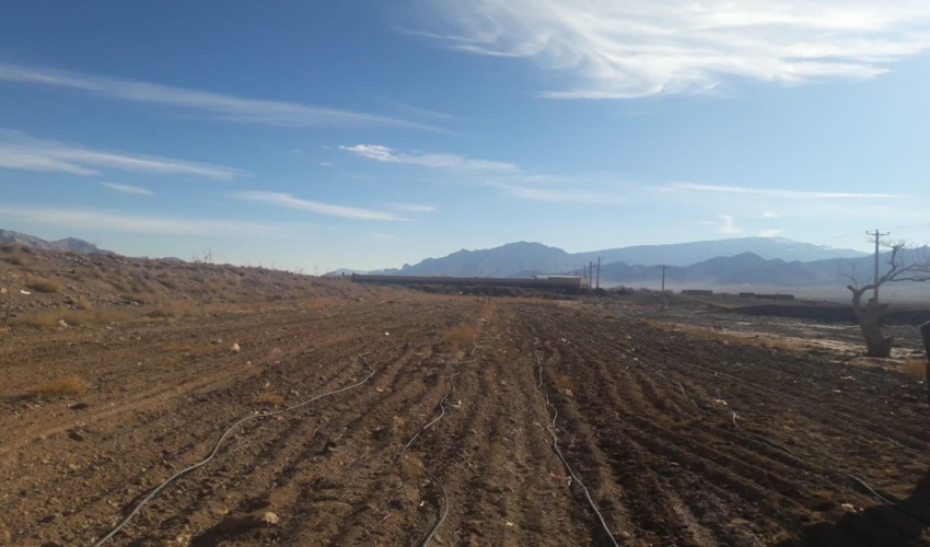 کاشت  آنغوزه شیرین با آبیاری تحت فشار در اراضی رها شده برای اولین بار در کشور  