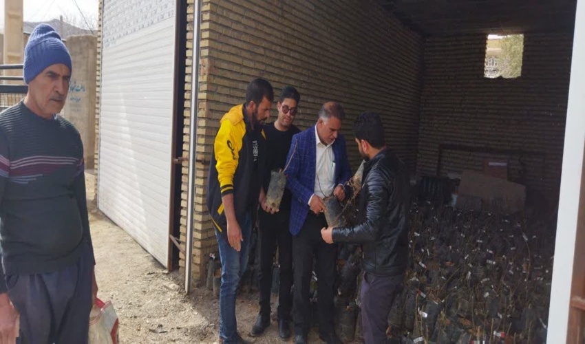 کشت 20 هکتار انجیر در اراضی کشاورزی رها شده روستاهای هدف طرح ترسیب کربن در شهرستان های خاتم و مروست