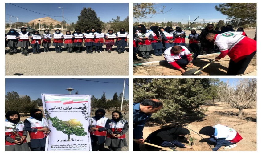 کاشت ۱۰۰اصله نهال زیتون در سازمان هلال احمر شهرستان تفت