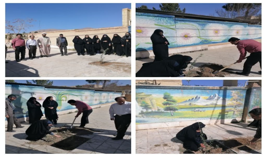 کشت نهال زیتون در مدرسه نمونه دولتی کوکبیه شهرستان تفت 