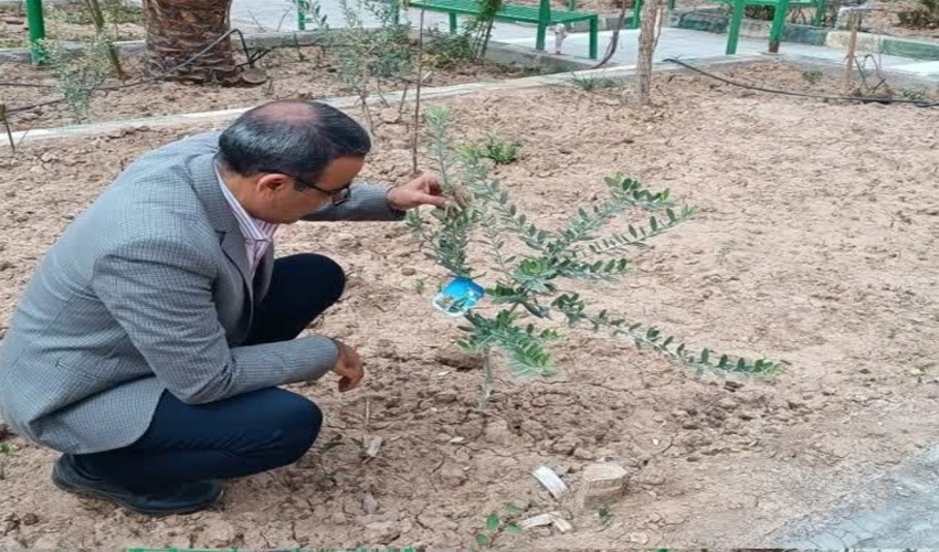 غرس تعدادی نهال زیتون به یاد شهدا در آخرین روز از هفته منابع طبیعی در اردکان