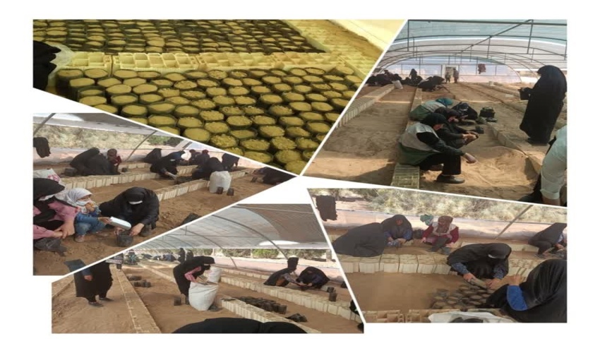 همکاری نیروهای بسیجی در تهیه نهال گلدانی در راستای طرح مردمی کاشت یک میلیارد درخت