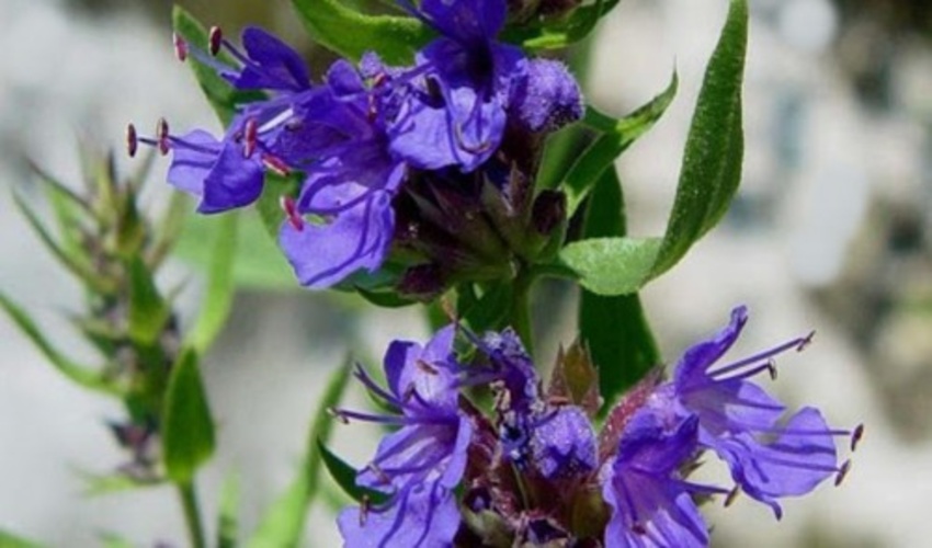 ممنوعیت برداشت گیاهان دارویی خارج ازطرح مصوب درمراتع شهرستان ابرکوه