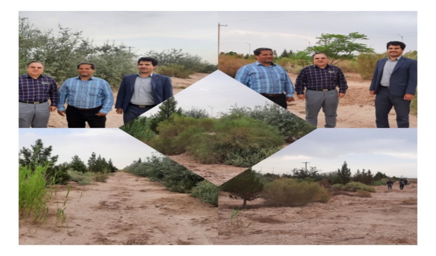 بازدید ریاست و ناظر مقیم جنگلکاری اداره منابع طبیعی و آُبخیزداری  شهرستان میبد از جنگل کاریهای سنواتی این شهرستان