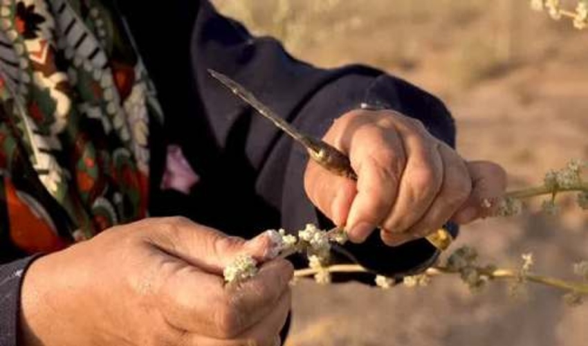 برداشت بیش از سه تن اشترک از مراتع سبزدشت بافق با تهیه طرح های تلفیقی