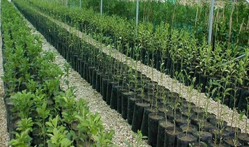 تدوین طرح تولید ۱۰ میلیون نهال جنگلی توسط زنان روستایی و عشایری