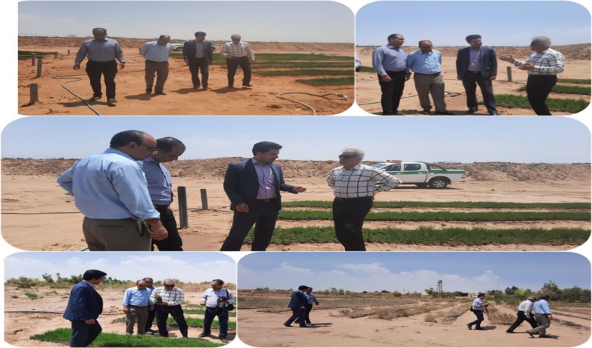 بازدید کارشناس دبیرخانه ستاد طرح مردمی سازمان و ناظر طرح مردمی نهضت کاشت یک میلیارد درخت در کشور از پروژه تولید نهال در شهرستان میبد