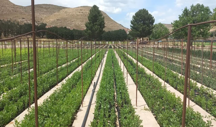 جلسه ای در خصوص طرح مردمی کشت یک میلیارد درخت در اداره منابع طبیعی شهرستان اردکان