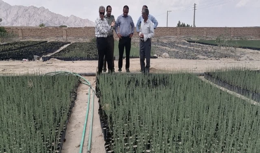 مهندس میرزایی کارشناس دبیرخانه ستاد طرح مردمی و ناظر طرح مردمی نهضت کاشت یک میلیارد درخت سازمان جنگلها بازدید کردند .