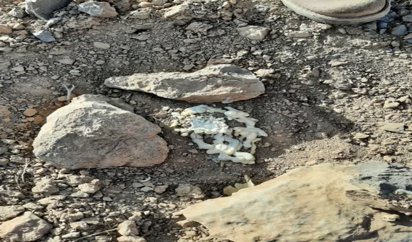 توقیف عملیات بهره برداری غیرمجاز از گیاهان دارویی در شهرستان خاتم