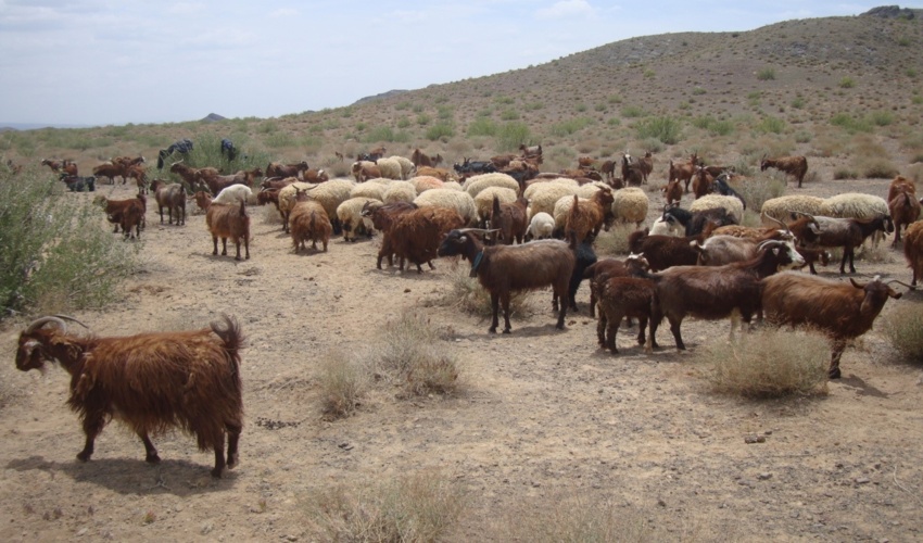 اطلاع رساني مرتعداران از موضوع آخرین مهلت تعیین جایگزین مرتعدار متوفی و تهیه و بازنگری طرح های مرتعداری در شهرستان اردكان