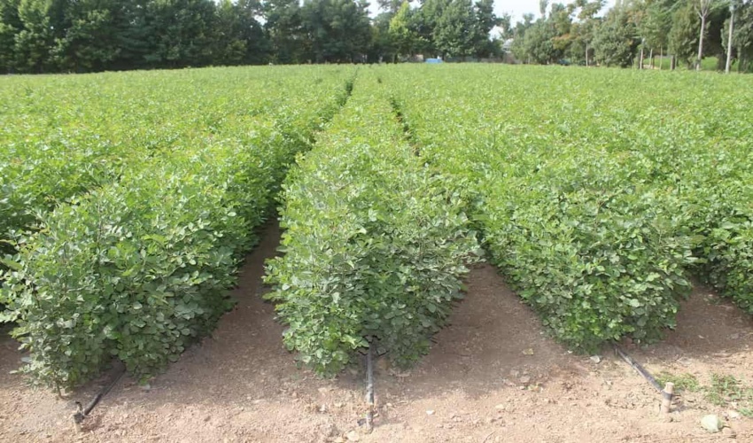 جلسه ای در راستای اجرای طرح مردمی کاشت یک میلیارد درخت با بخشدار و دهیاران بخش عقدای شهرستان اردکان