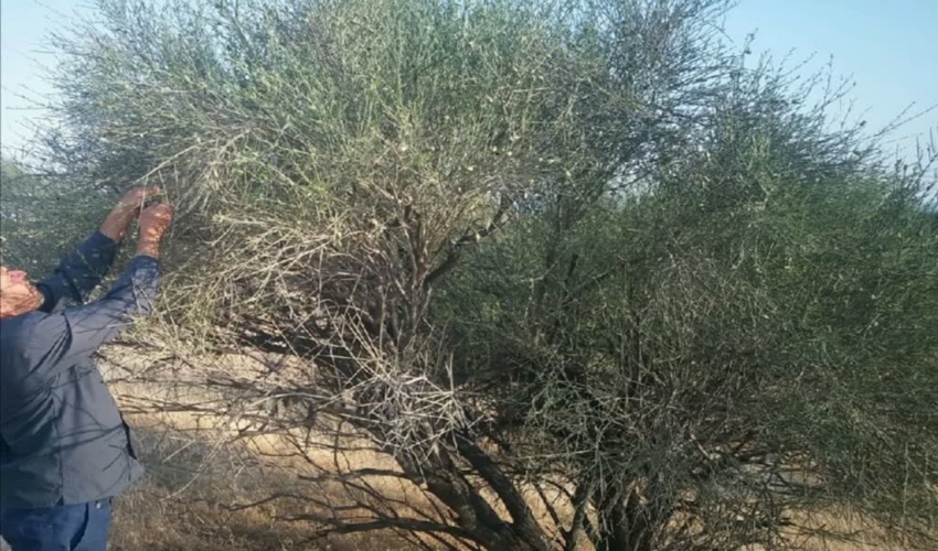 برداشت بیش از 10 تن بذر بادام کوهی توسط اعضای شبکه بهره برداران روستاهای چنارناز و ولیعصر در طرح ترسیب کربن