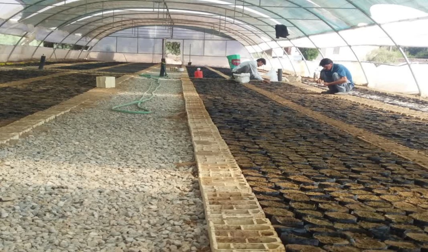 کشت گلدانی در گلخانه اداره منابع طبیعی و آبخزداری شهرستان اشکذر