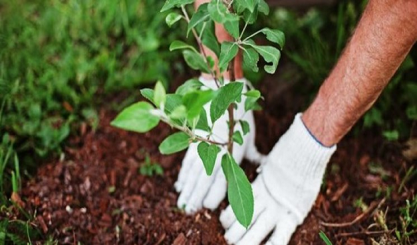 کاشت ۱۵ میلیون اصله نهال در افق چهار ساله یزد