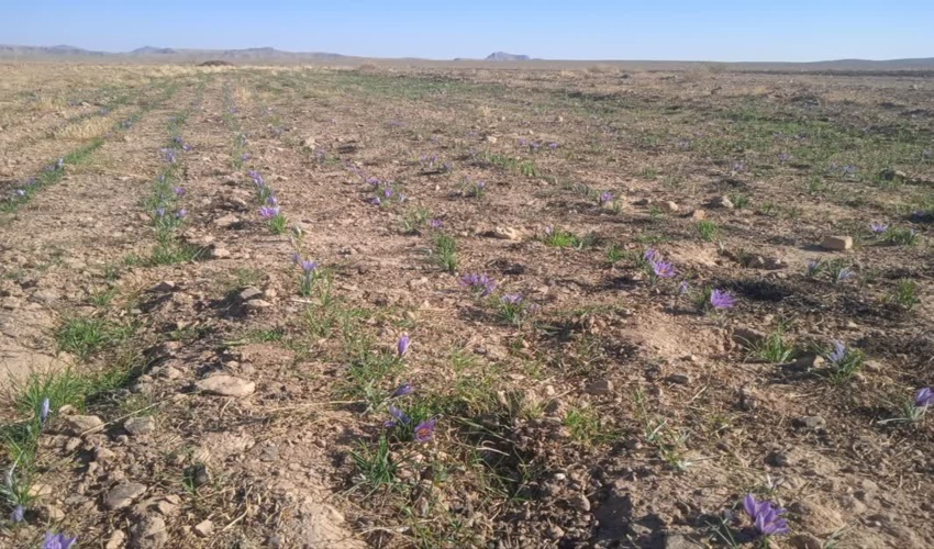 برداشت زعفران از روستاهای هدف طرح ترسیب کربن در شهرستان های خاتم و مروست
