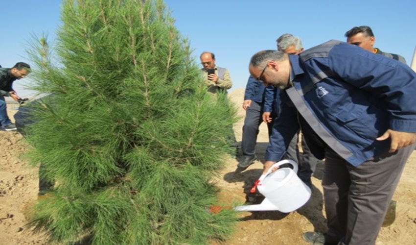 غرس 50 اصله نهال سرو، کاج و توری و امضای عهدنامه با طبیعت در محل سایت پروژه آهن اسفنجی شرکت سنگ آهن مرکزی ایران بافق این شهرستان